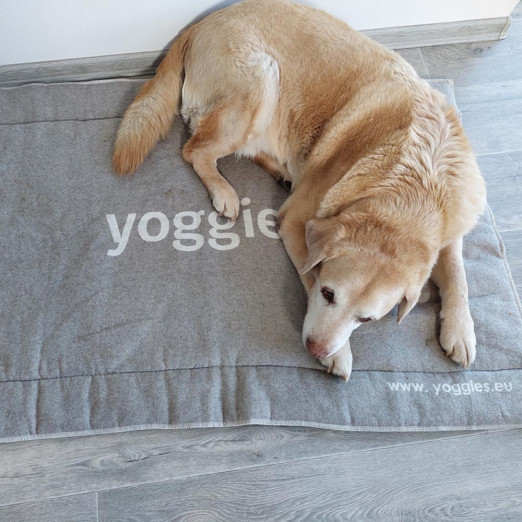 Pelíšek pro psy od Roxyho 80 x 70 cm